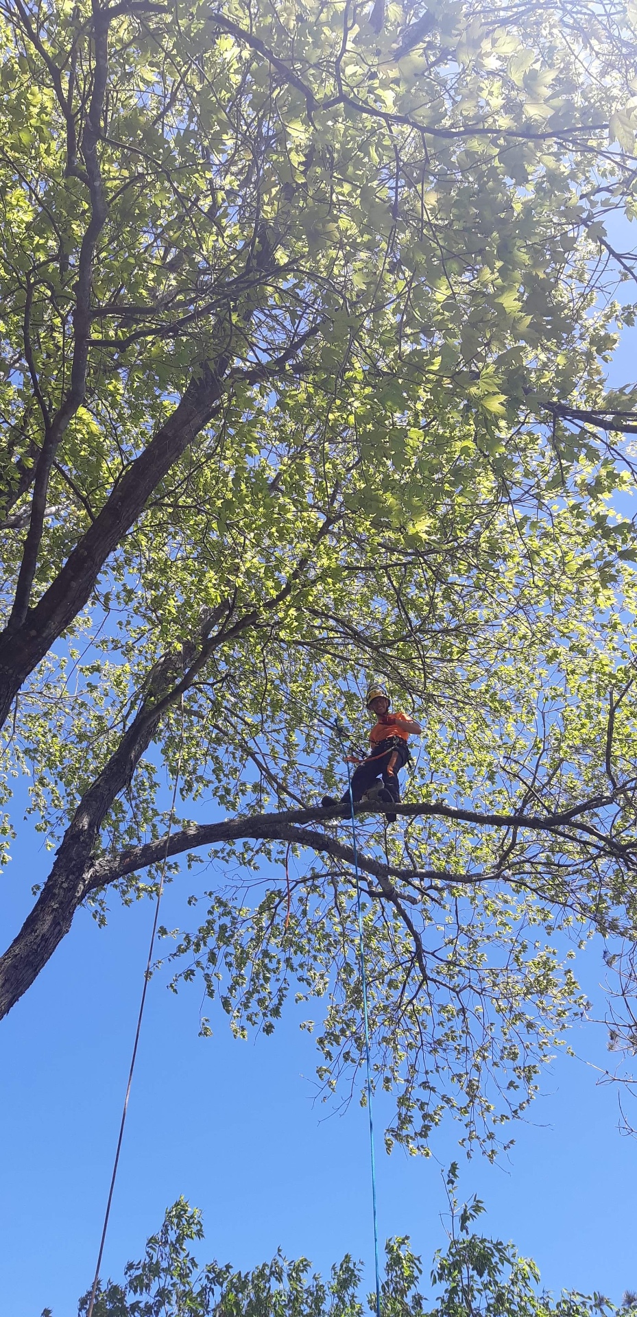 Climber removing dead wood and hangers from a maple canopy