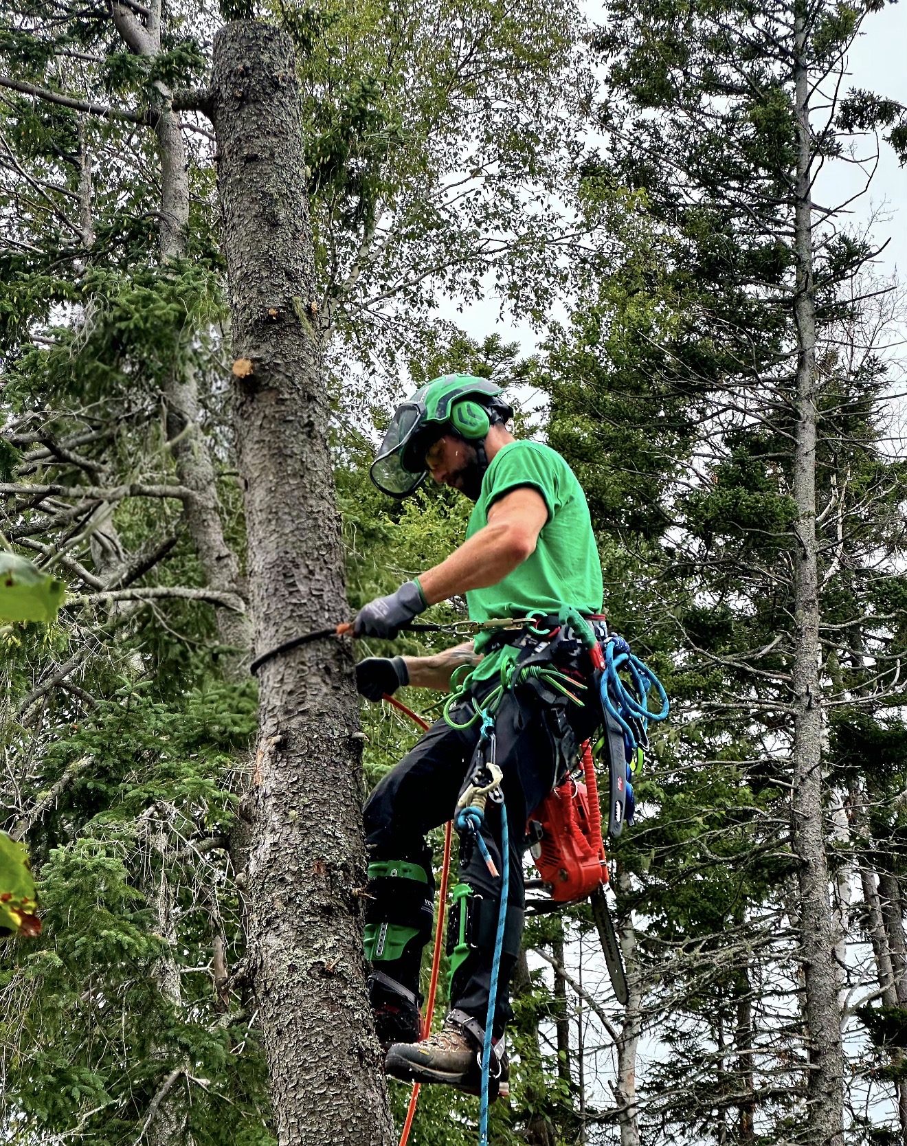 Owner Jeremie Maillet working in a spruce tree with full climbing gear