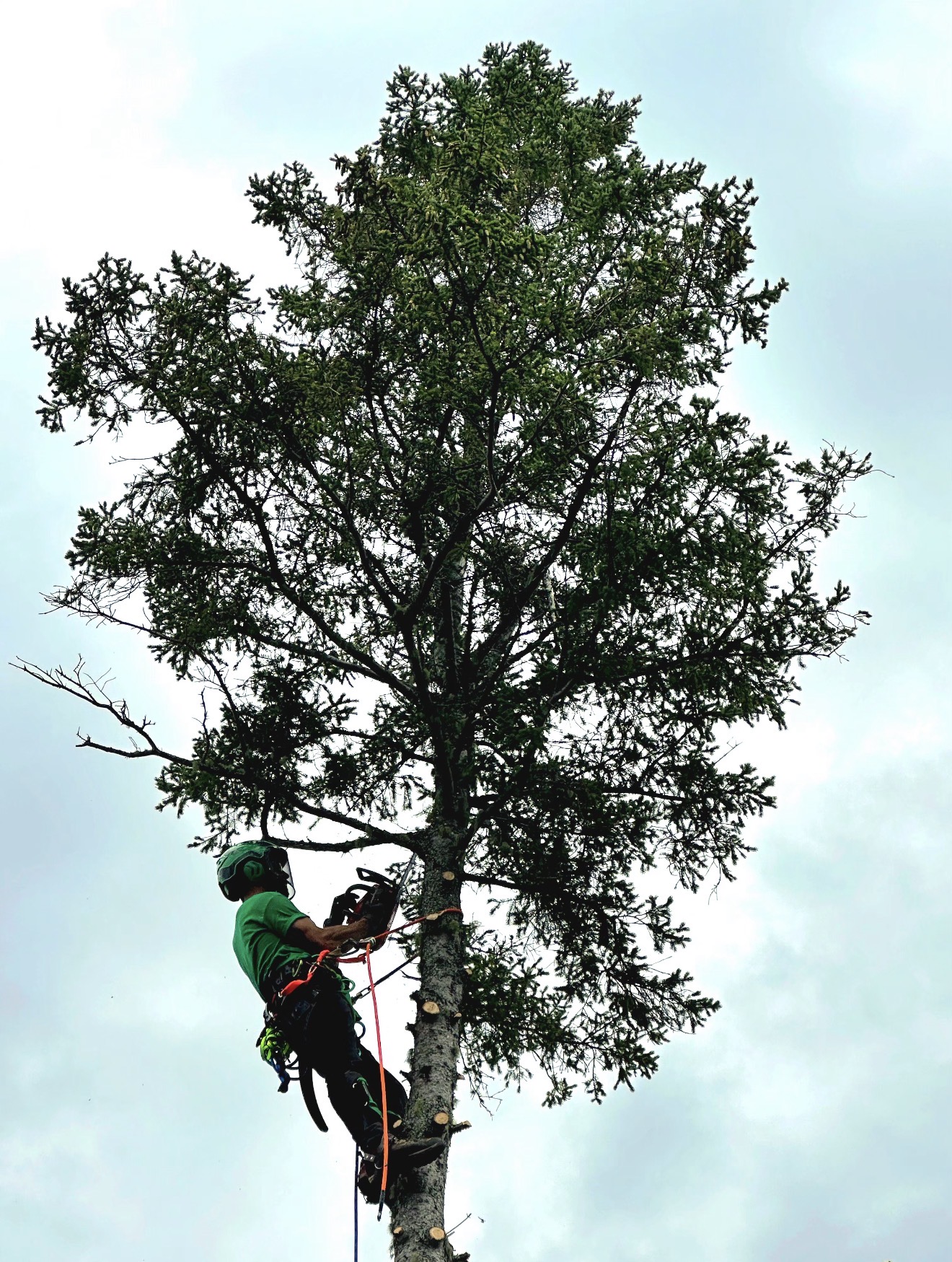 Climber removing the top of a tall spruce