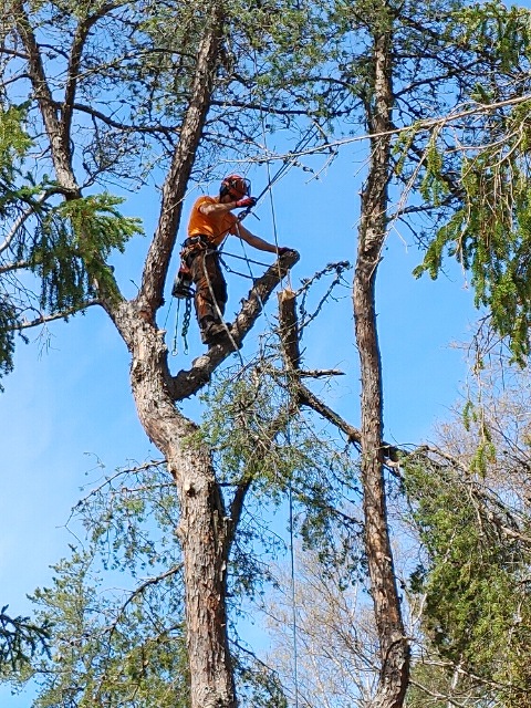 Climber setting a rigging line on a large limb