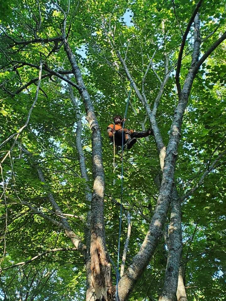Climber walking out a limb to prune the canopy