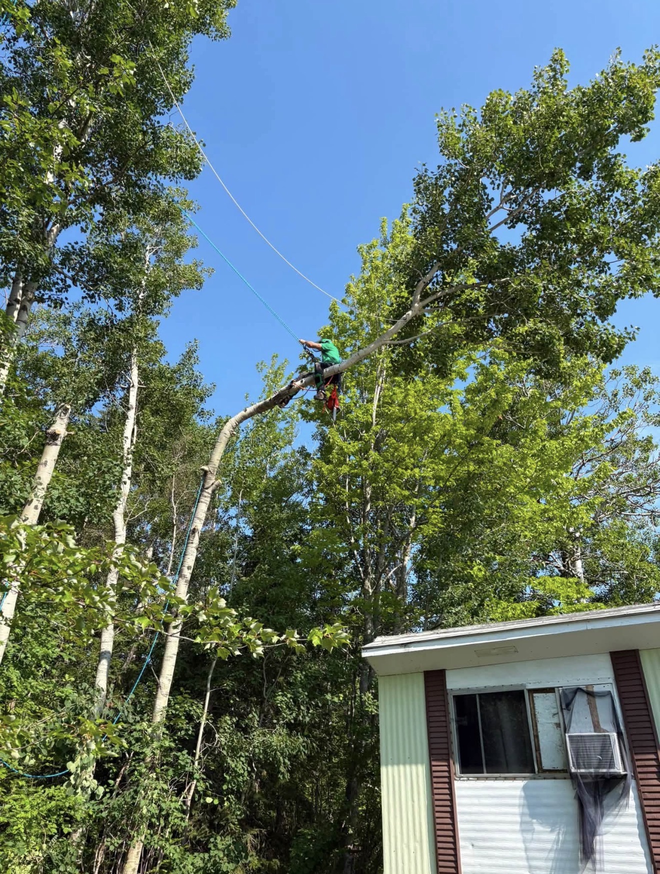 Climber rigging a large limb away from a house roof
